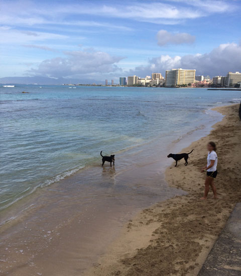 ハワイ 海外視察にて